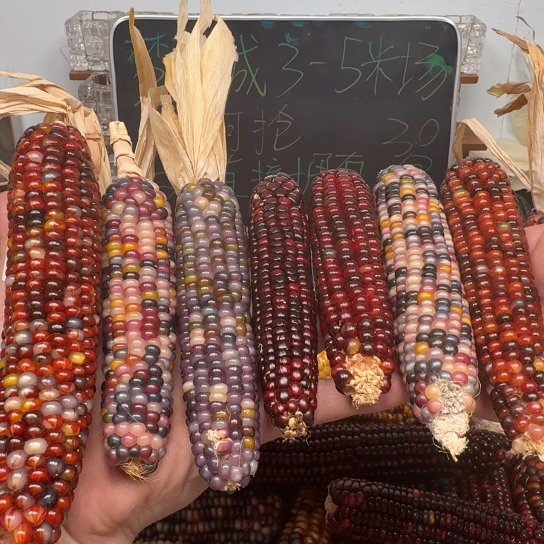 柏香籽/百香籽吊坠大***天