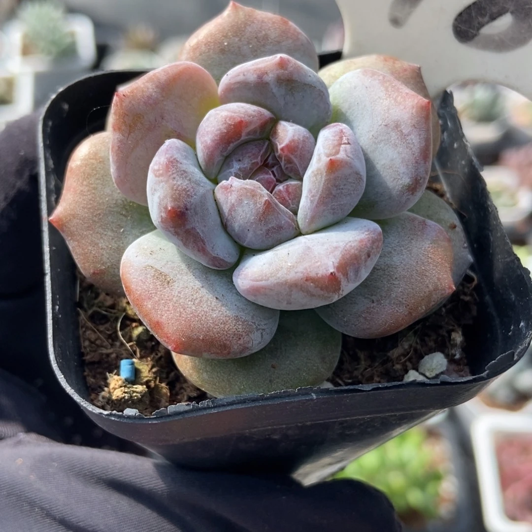948石榴籽石化多肉植物