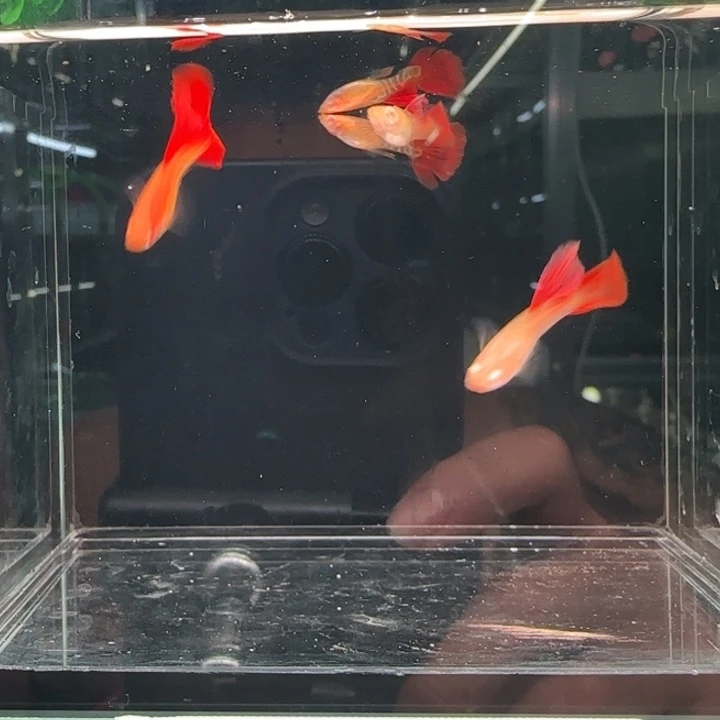 孔雀鱼蛇纹红尾超大背2对