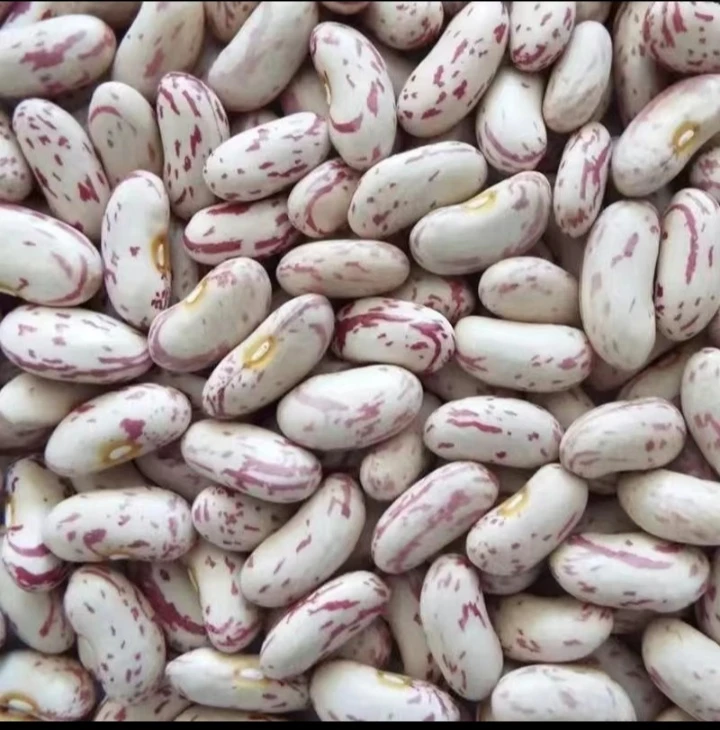 黑龙江黑土地的奶白花芸豆