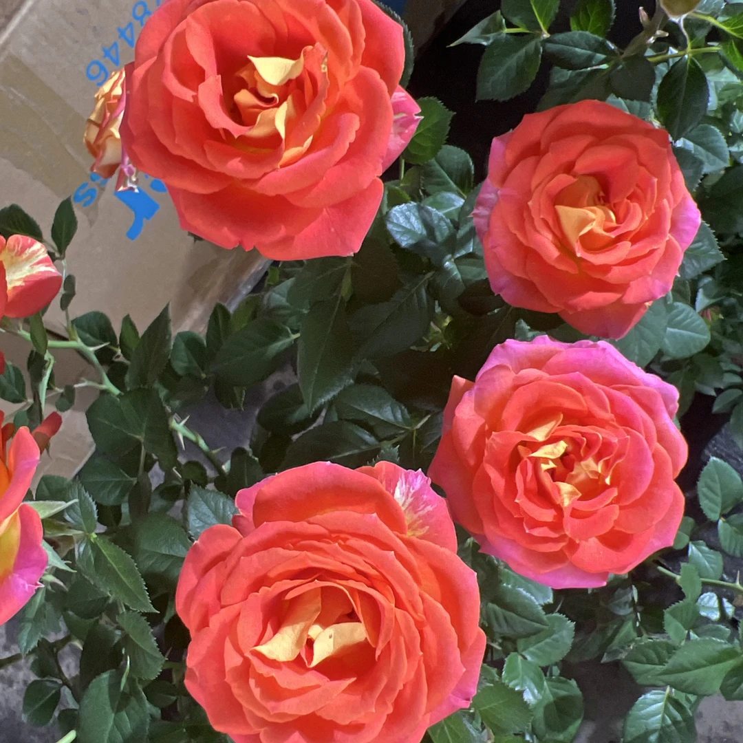 【二乔】多季节重复开花精品月季盆栽