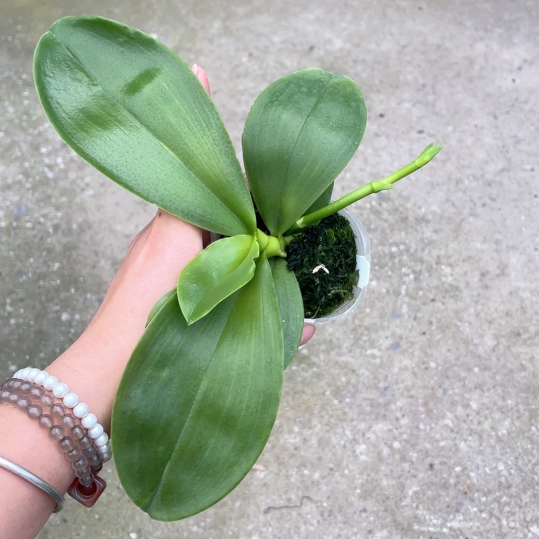 当前无花栽培后可以开花Yc37，蓝鹦鹉兄弟交