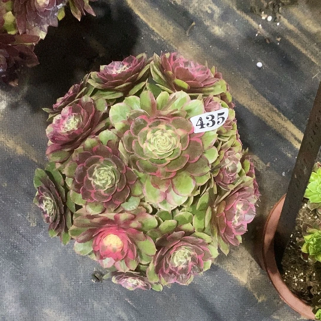 435粉花妖冠服28公分