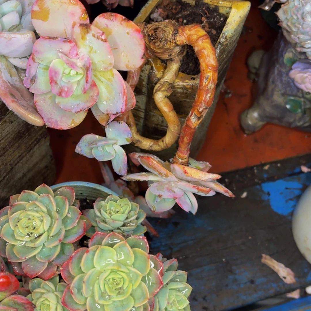 光***狂老桩精品肉肉白凤