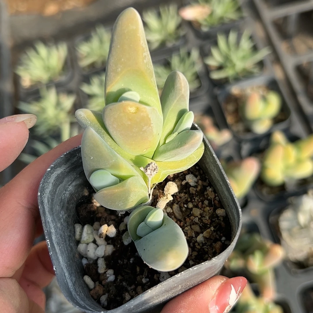 多肉植物大白鲨群