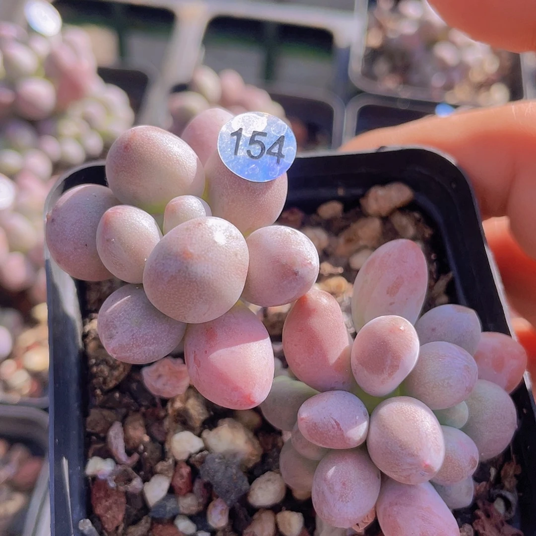 奶尖 仙子奶酪 桃花奶