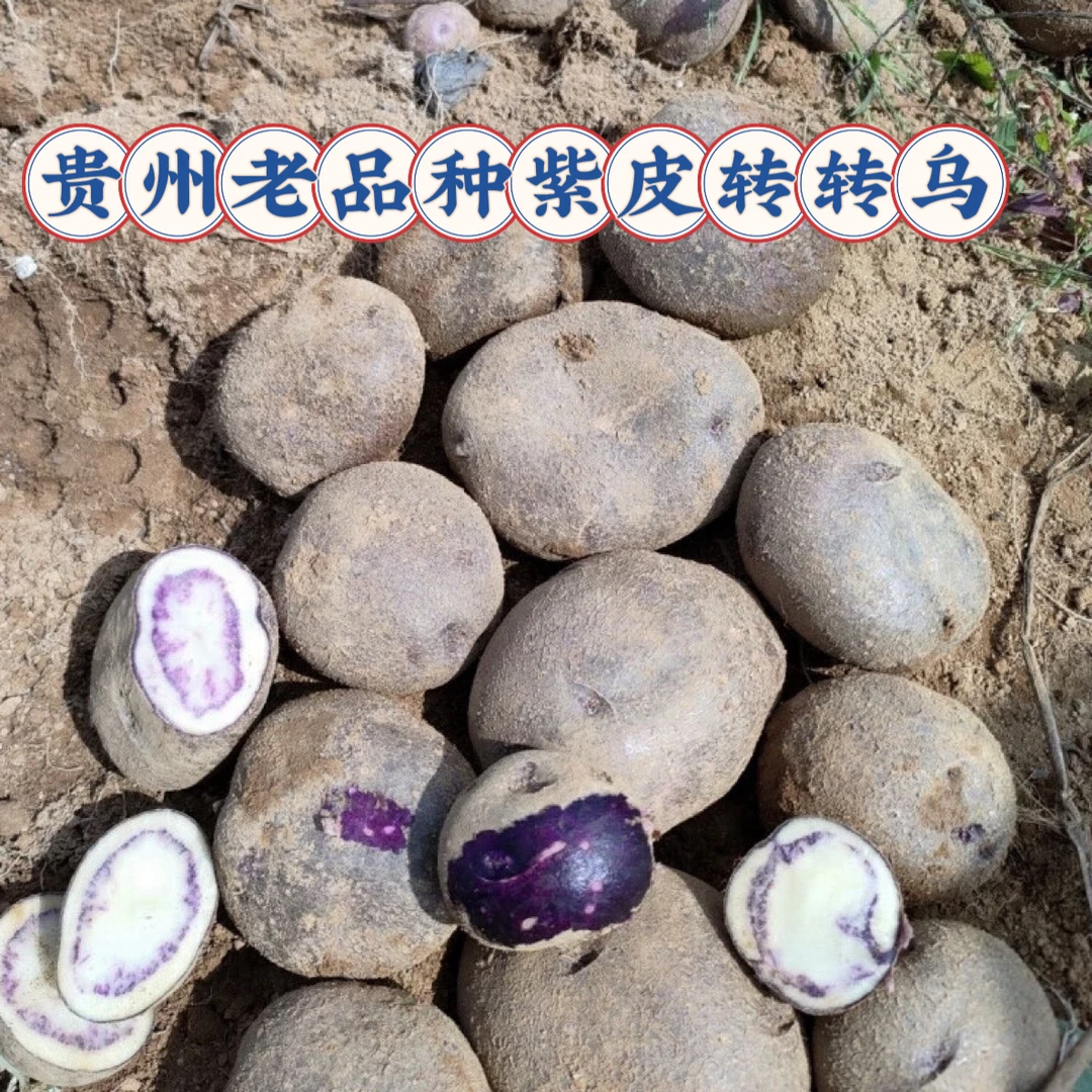 贵州正宗乌洋芋转转乌紫土豆老品种紫皮土豆新鲜当季产地直发