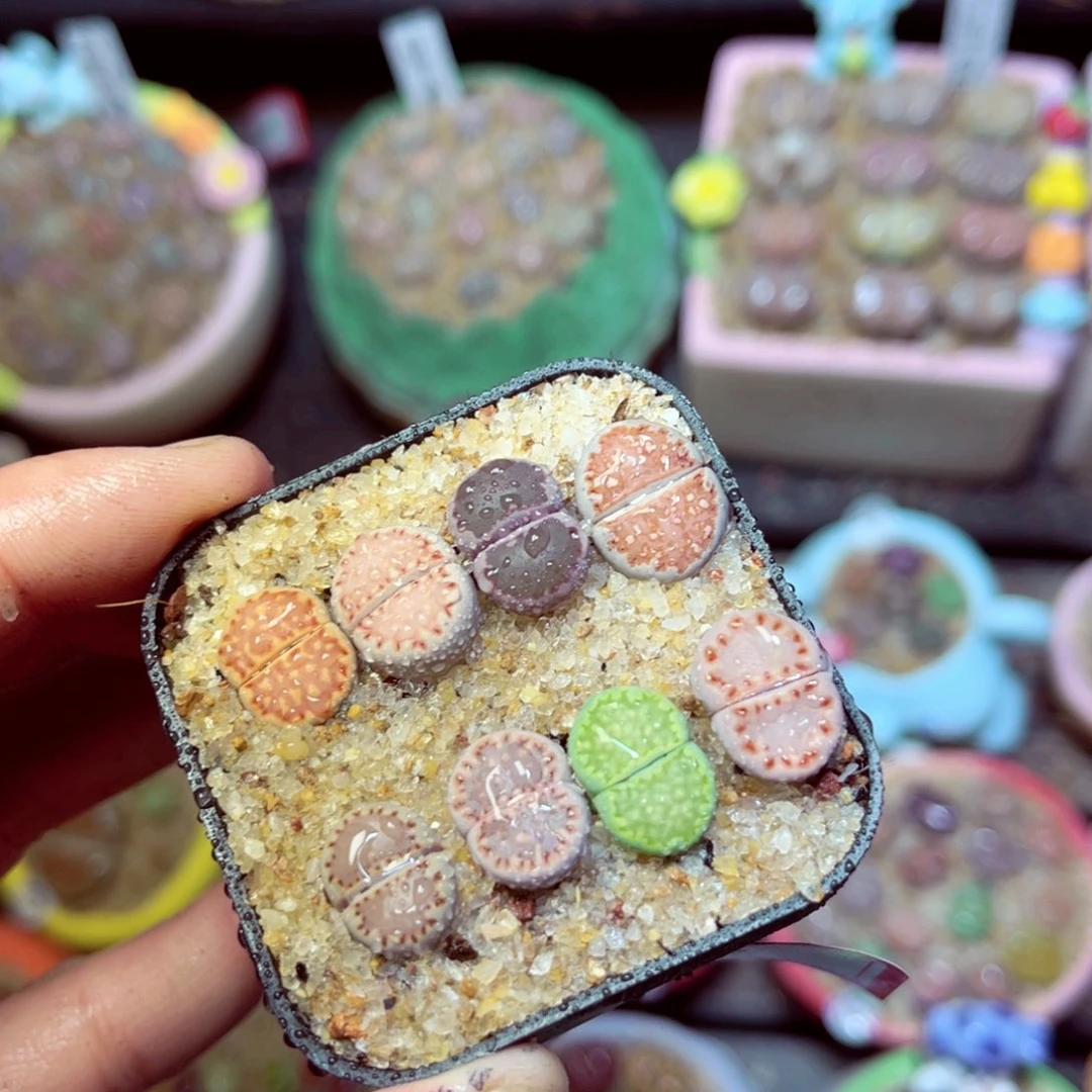 582生石花带盆发1