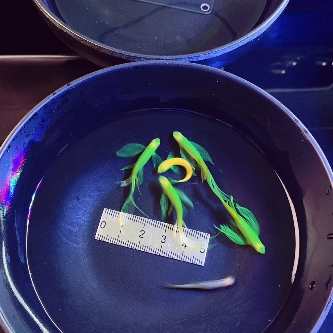 斑马鱼蝶翼翡翠4个大的➕2条糖果
