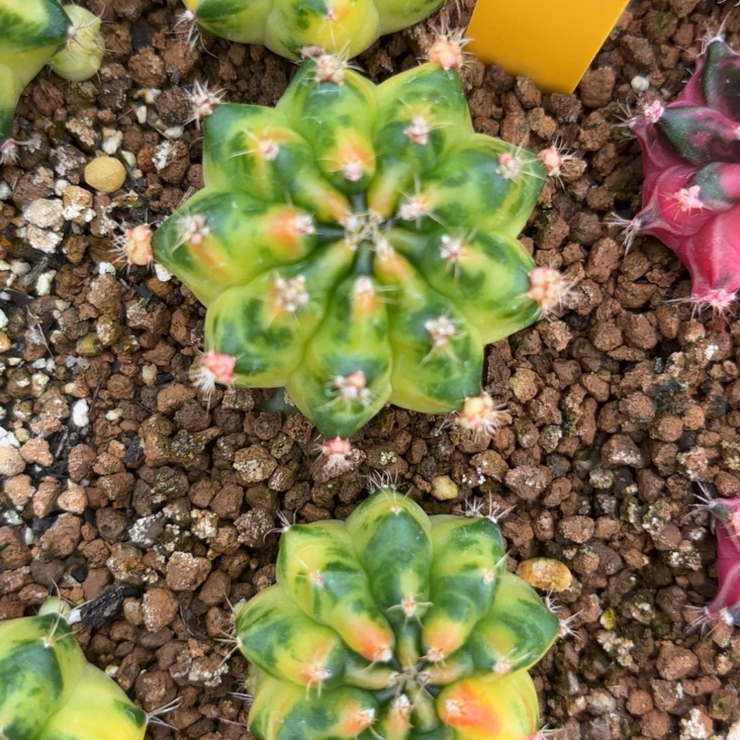 203-1211泰国发货多肉