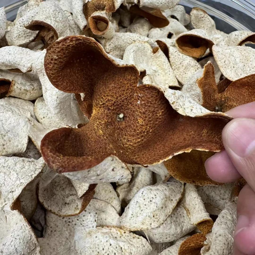 【天马冬后油皮仔】2024年大红皮圈枝整片【珍藏传承】正宗新会陈皮