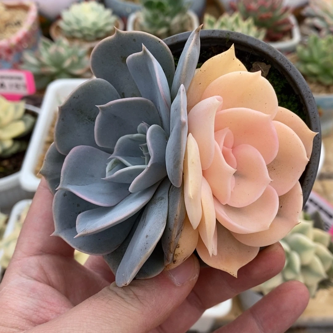 180阴阳锦双子座锦锦锦锦