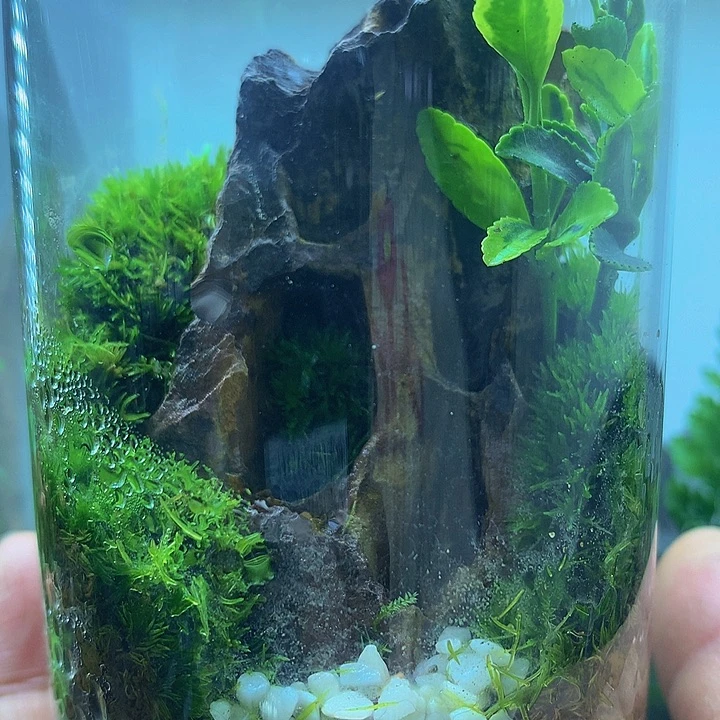 无花朵精心打造完美