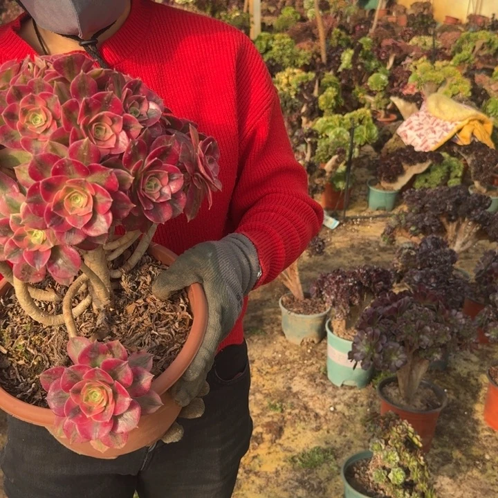 江****姐692女巫老桩老桩