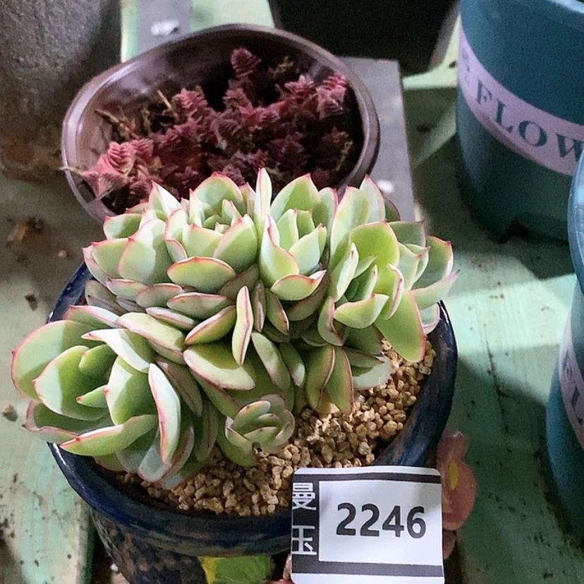 【闪购商品】牡丹亭朵朵缀2246