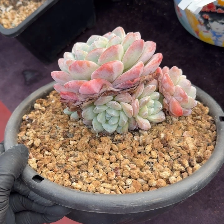 12厘米左右一物一拍的