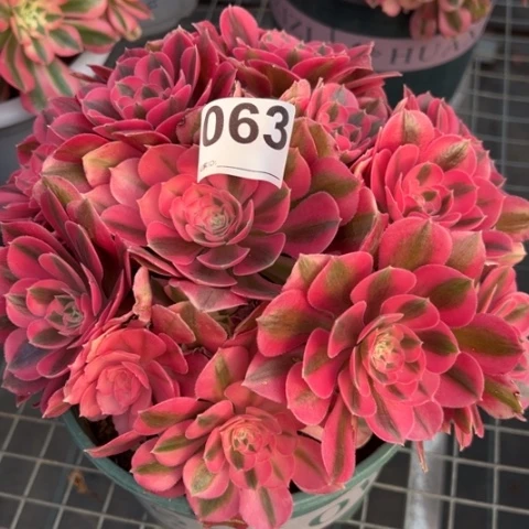 063女巫22厘米左右