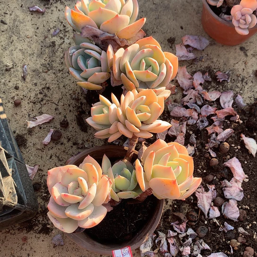 白凤多肉植物两颗