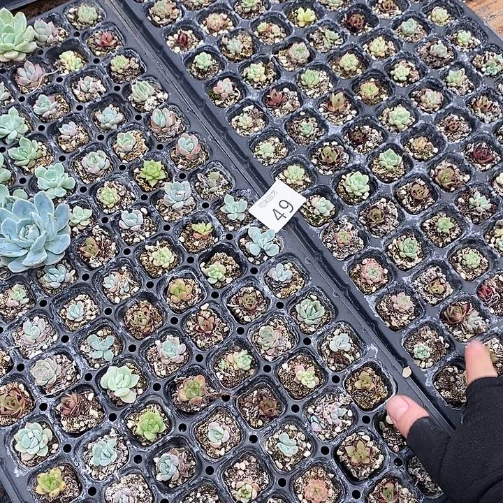 49 微瑕疵不售后多肉植物盆栽花卉