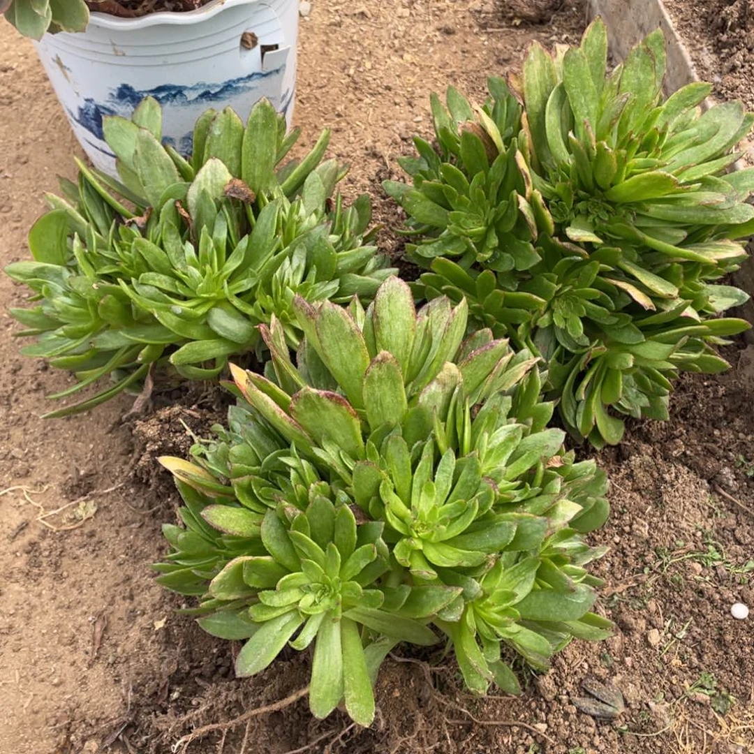 半夏多肉法师断枝不包量