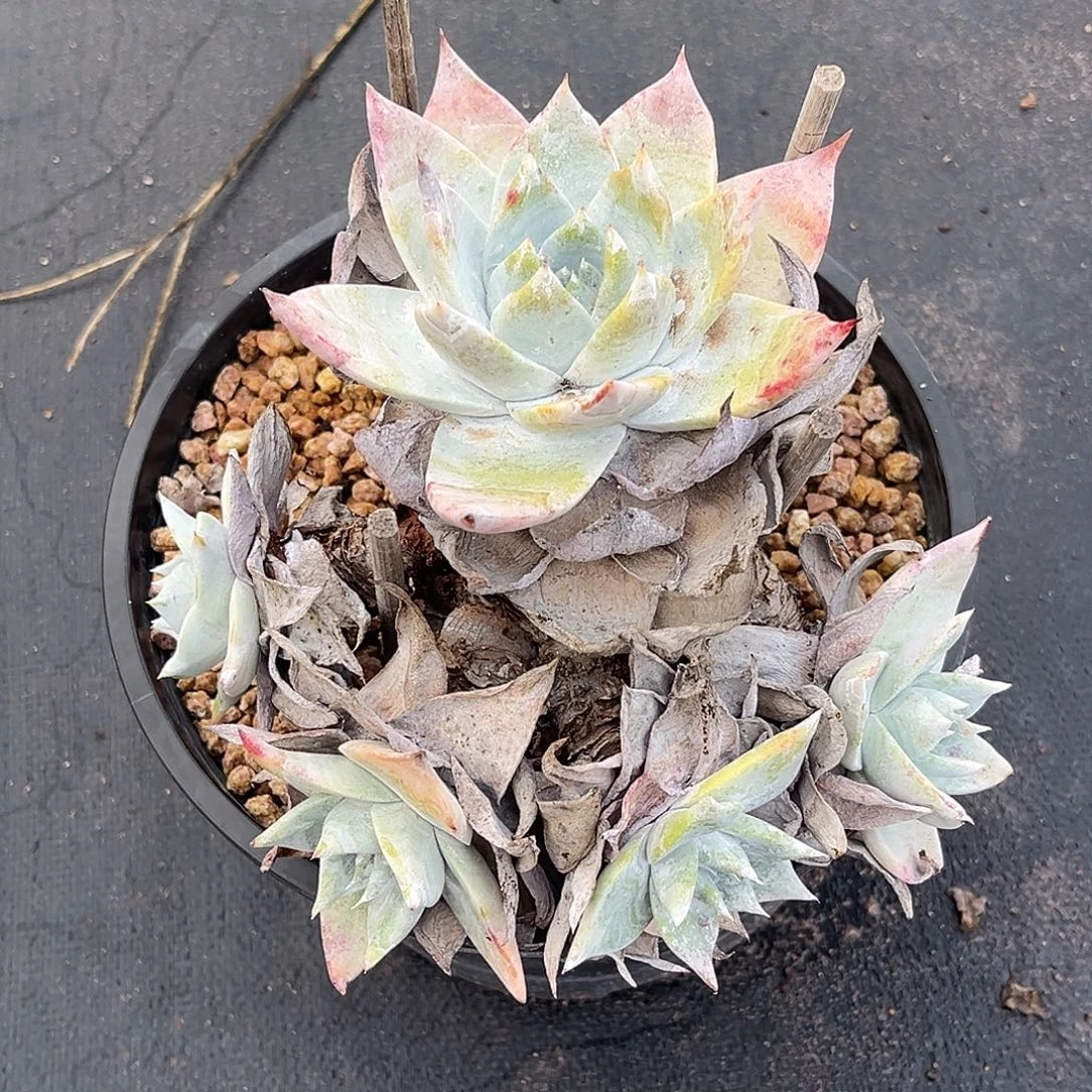 小鹿多肉一物一拍