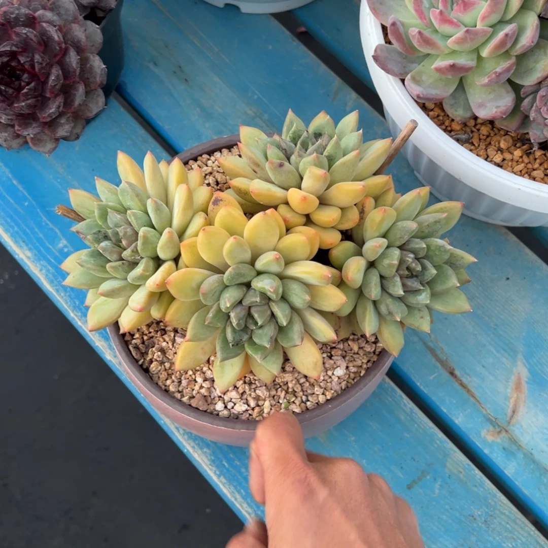 *****红香呀多肉植物30