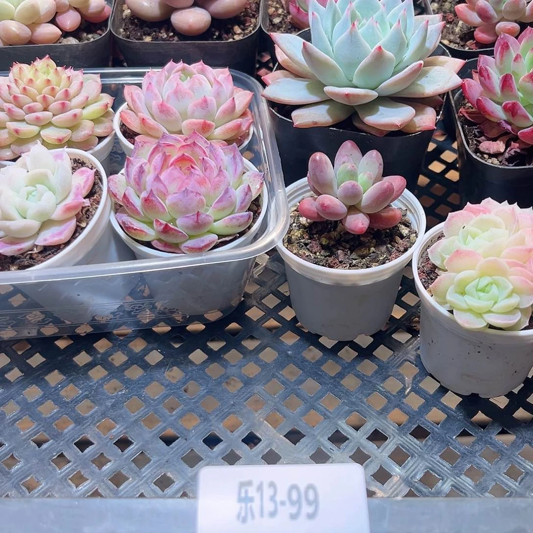 乐13-99 框拍29颗