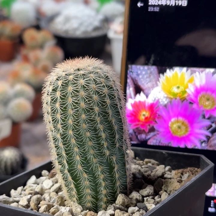 实生皇冠三光杂好养皮实