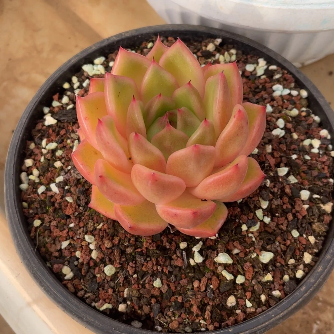 东云冠幅8 公分一物一拍