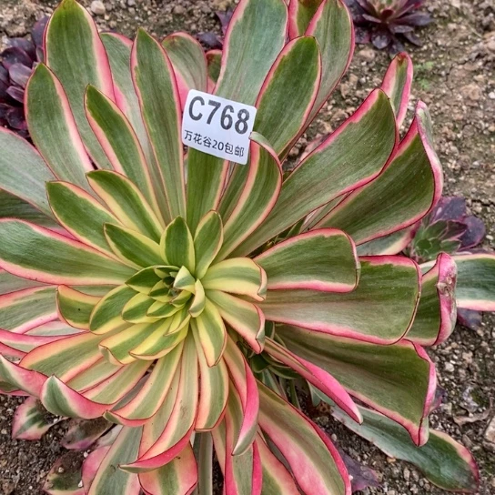 768红魔女偏崽多肉植物