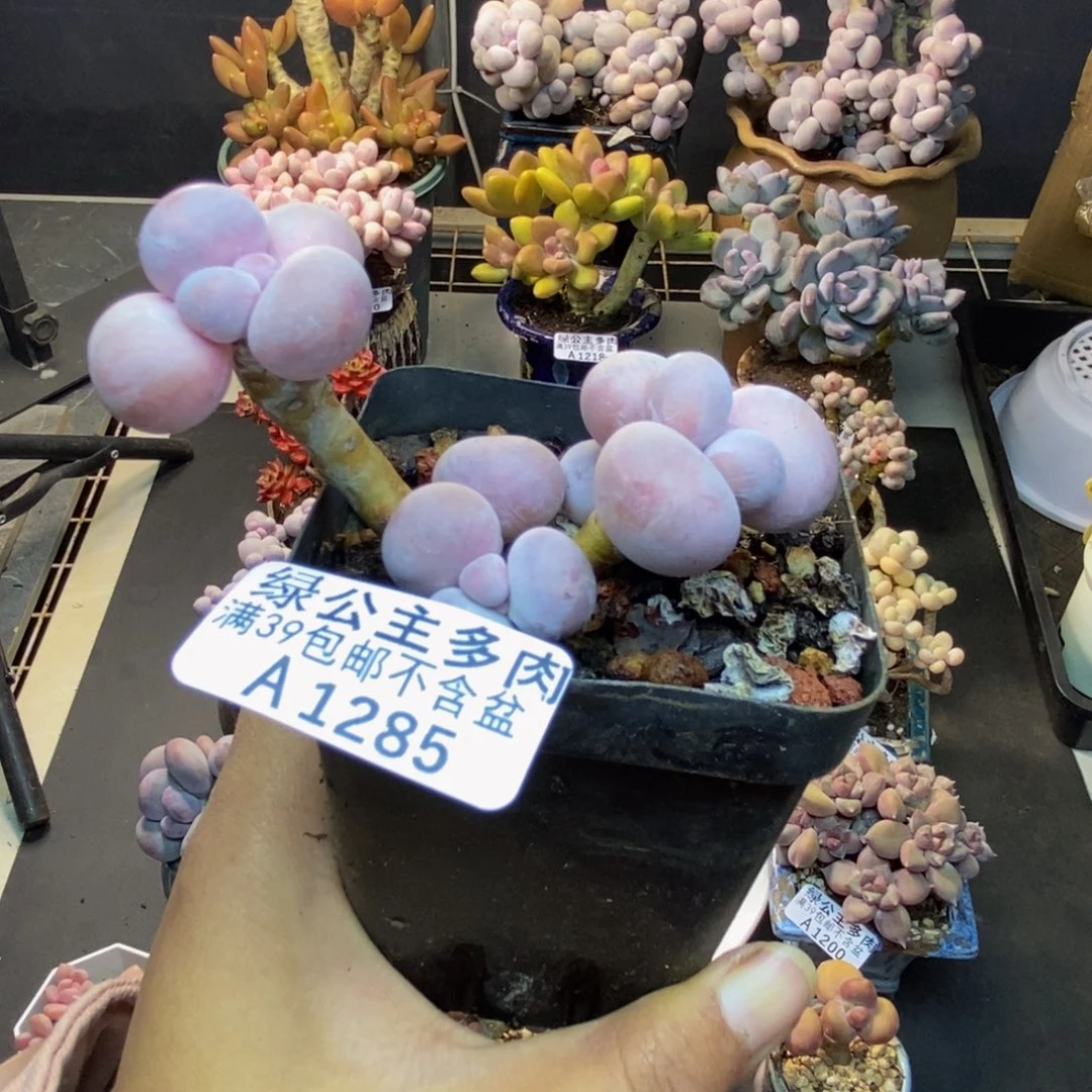 285橙奶多肉肉6cm