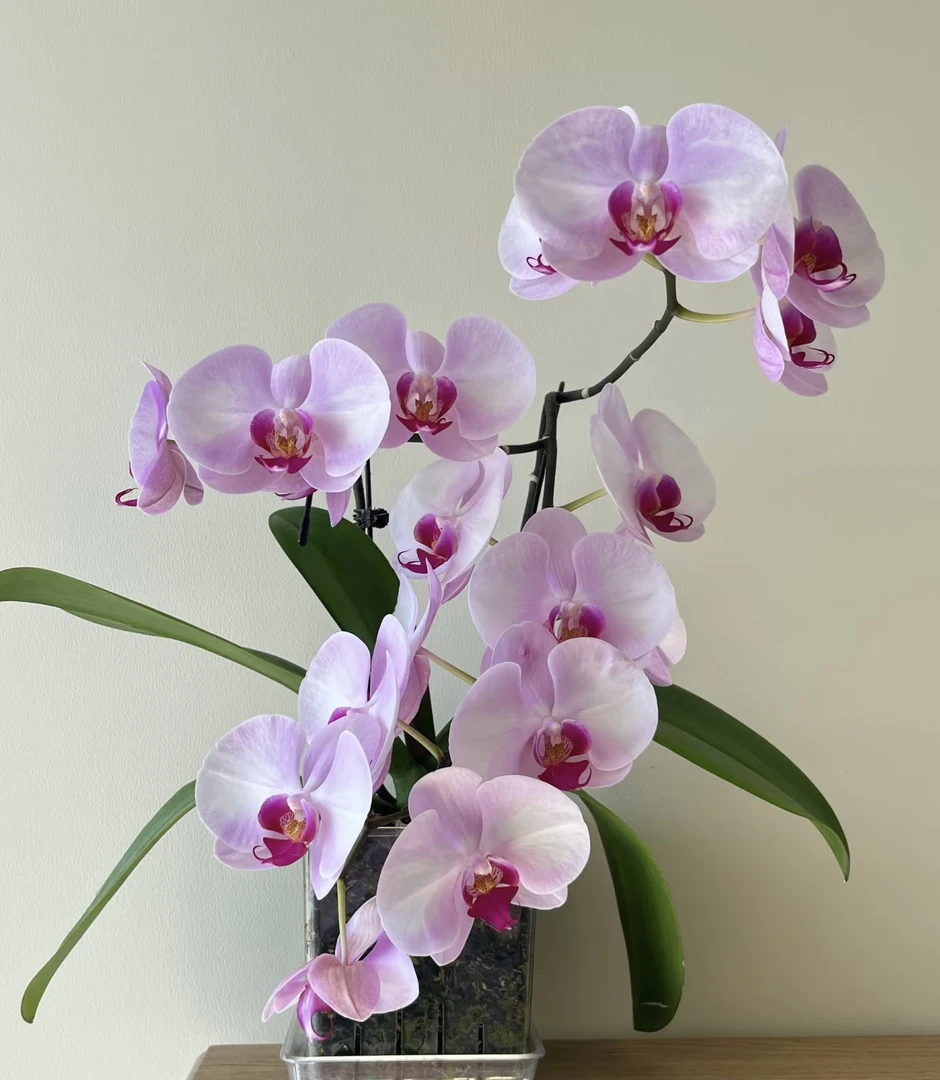 《西宾哈尼》蝴蝶兰3.5寸加高加大杯不带梗基地直发