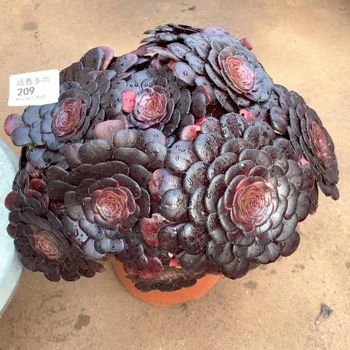 209黑萝莉多肉植物