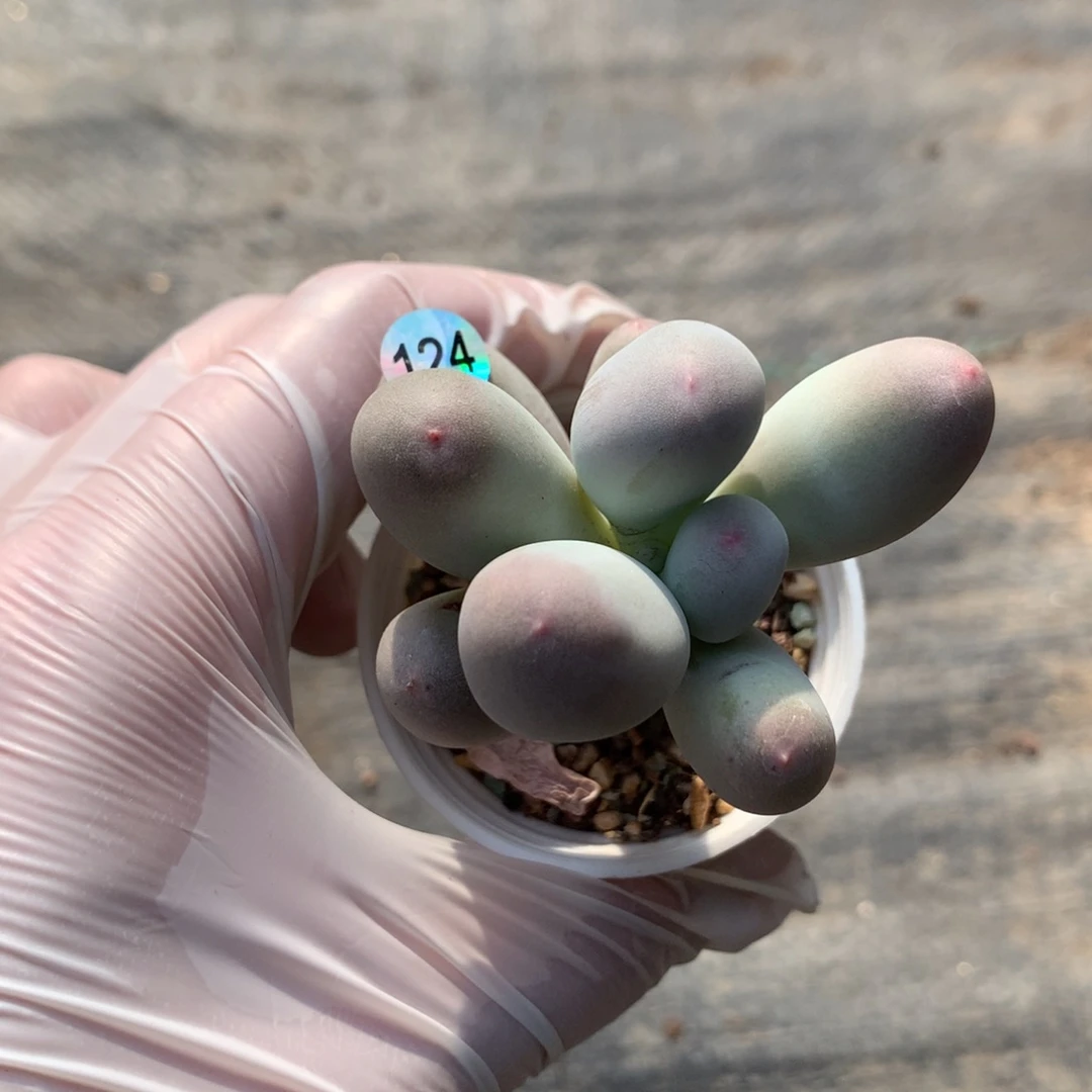 米可奶酪多肉米可奶124