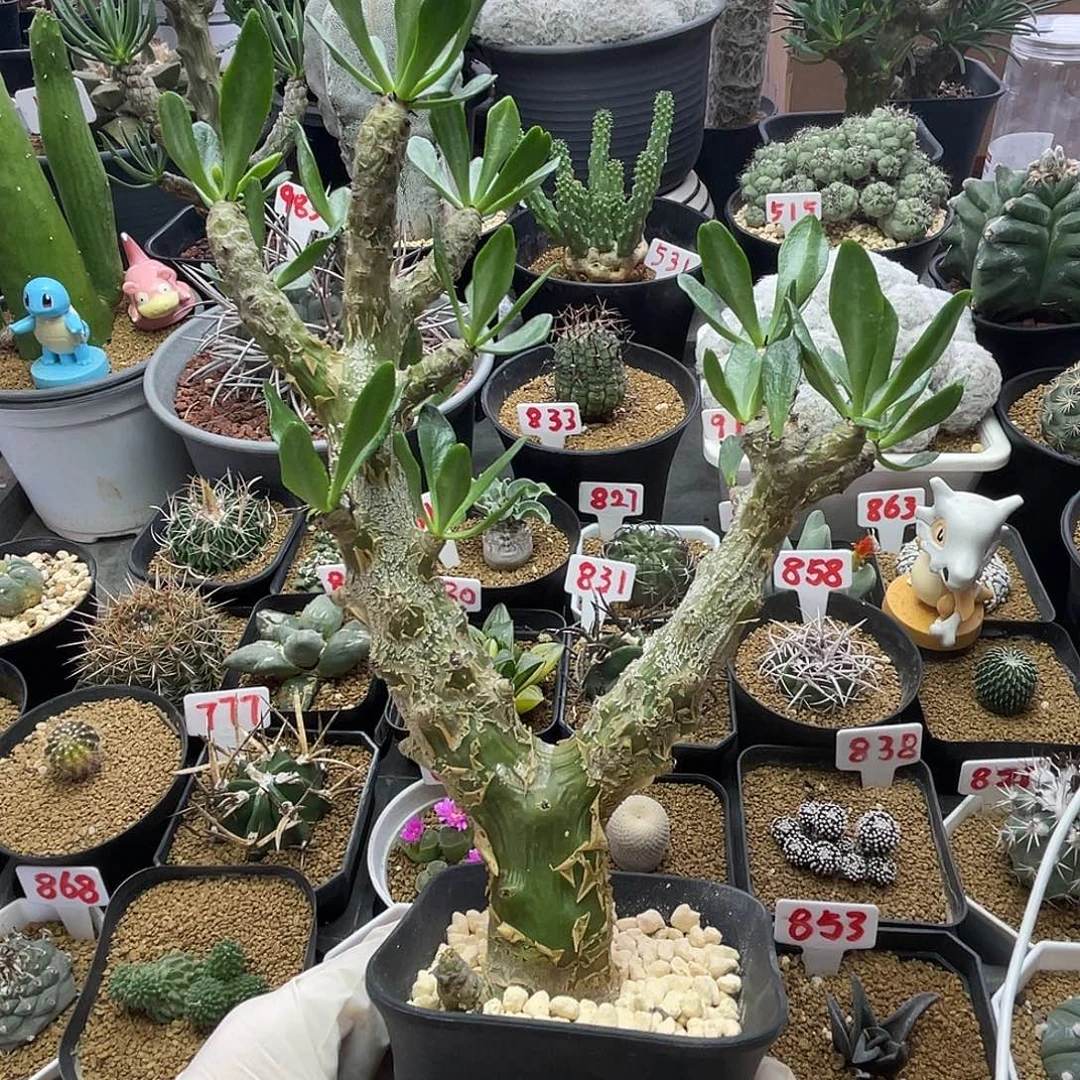 老桩多枝阿房宫奇峰锦属