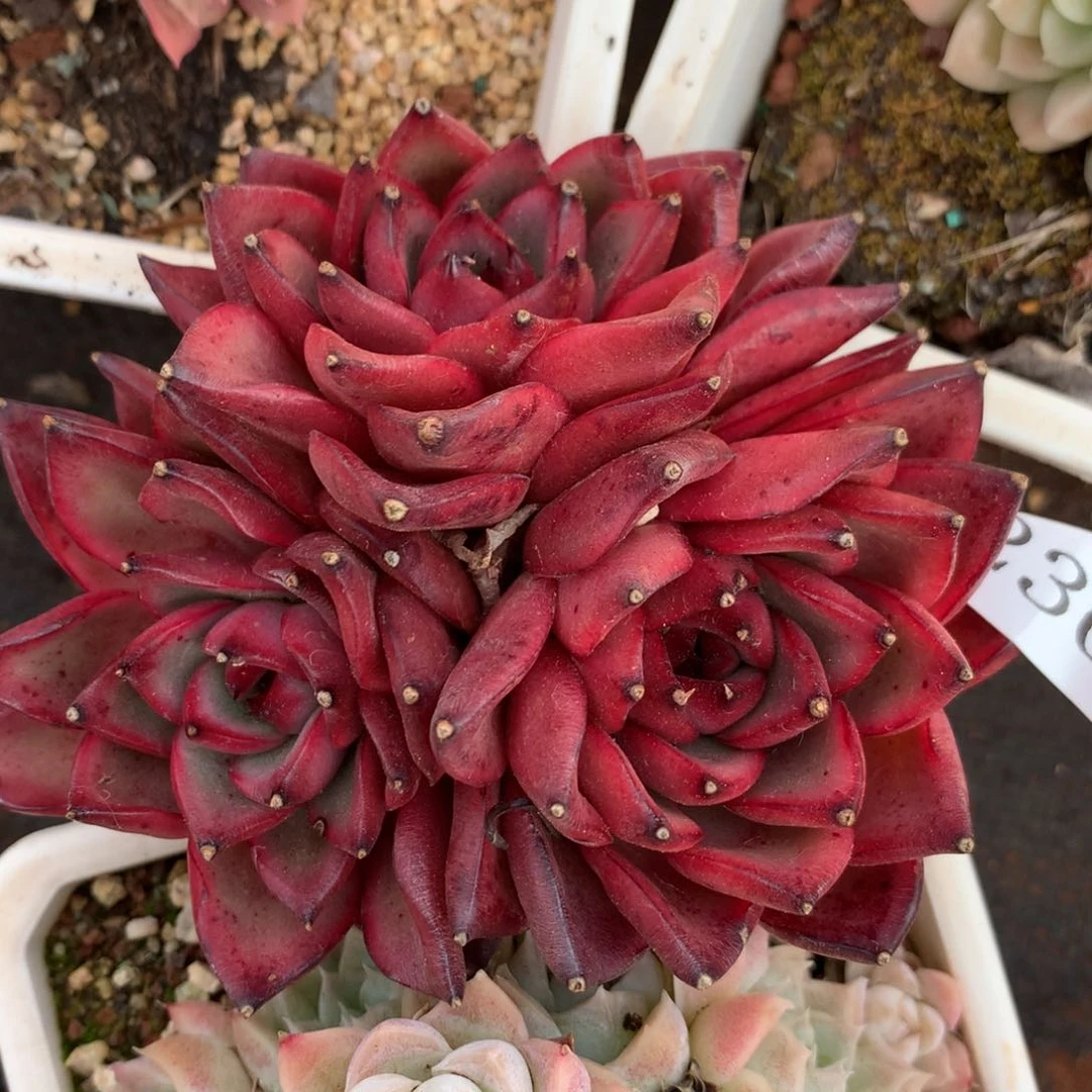 2300杂交精品基地8厘米