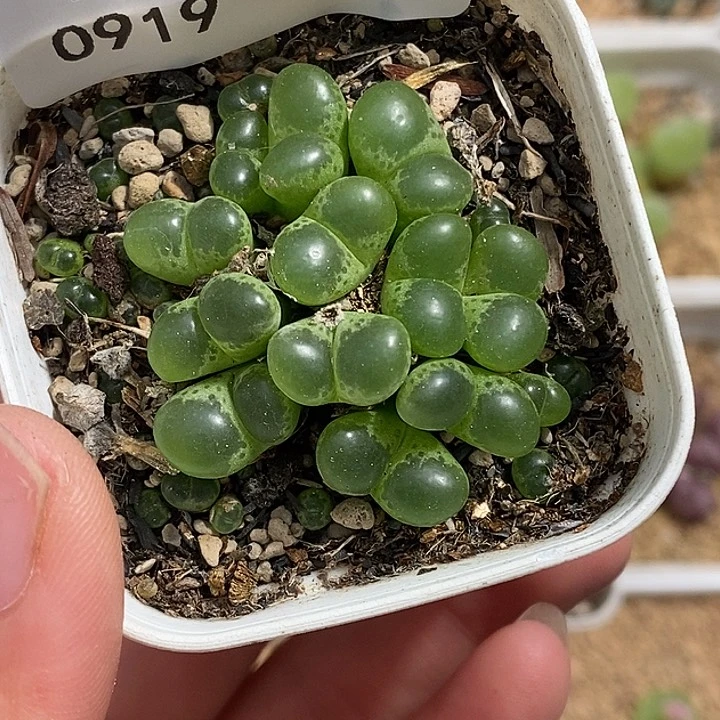 0919-2-绿眼睛福利。