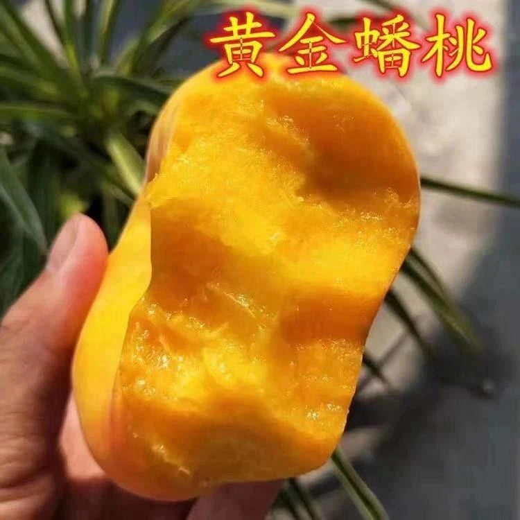 嫁接黄金蟠桃树苗特大桃树树苗南北方种植盆栽地栽果树苗当年结果