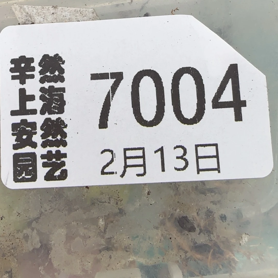 靓****）2。13。7004。生石花。38