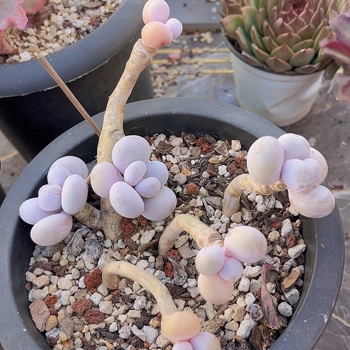 樱花奶28143多肉植物