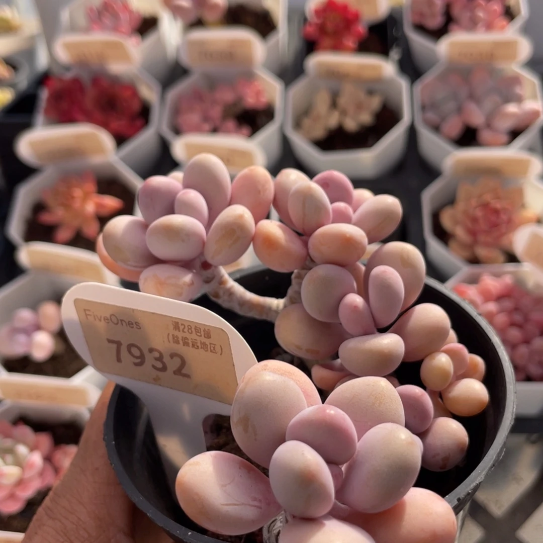 桃蛋7932-11.5厘米