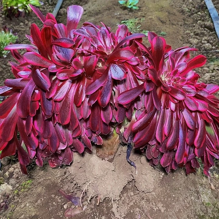 美杜莎缀化多肉植物