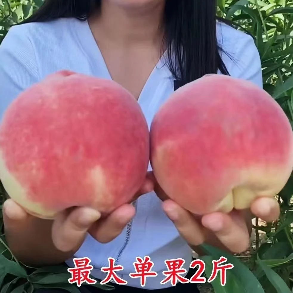 带果冬桃树苗晚熟大果脆甜晚熟品种南方北方种植盆栽地栽耐寒当年