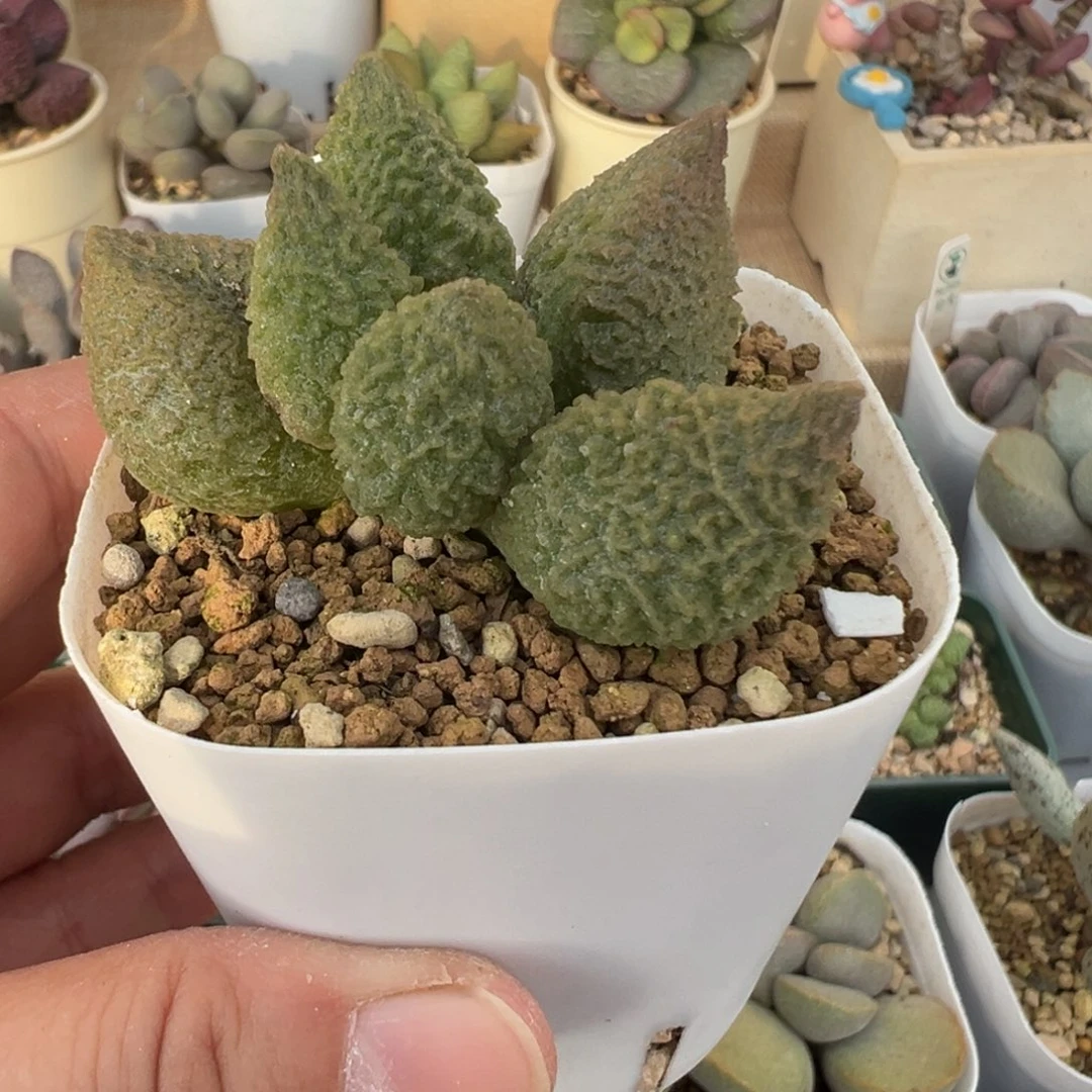 38 号好看的水泡冲冲冲