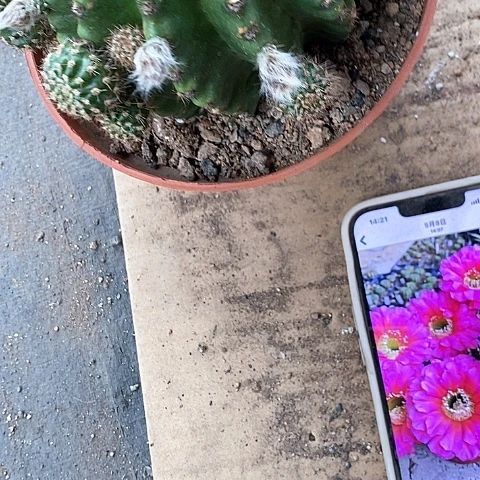 大龙桃金仙人球35788