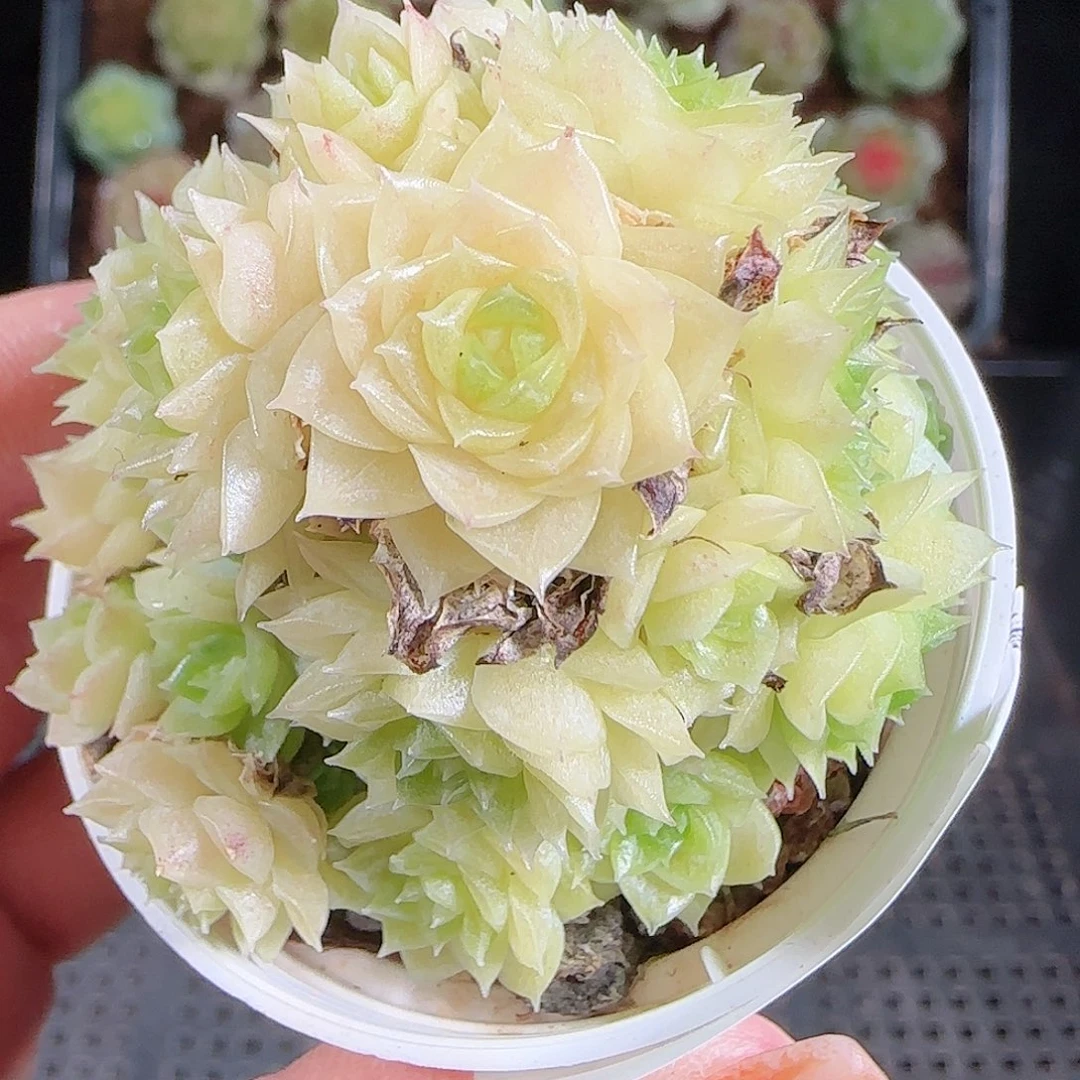 1018---204麦秆优选不包整