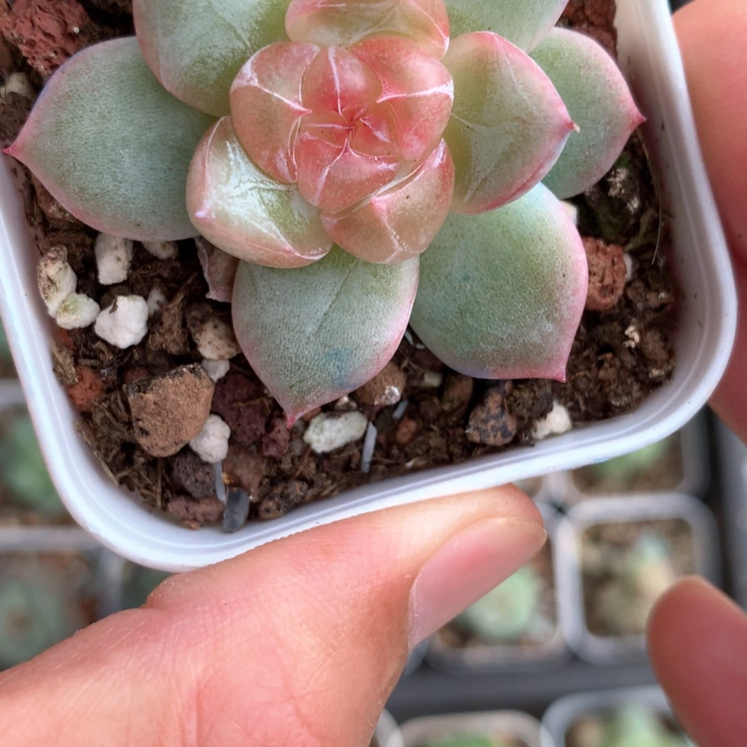 粉色灯泡心。     43号