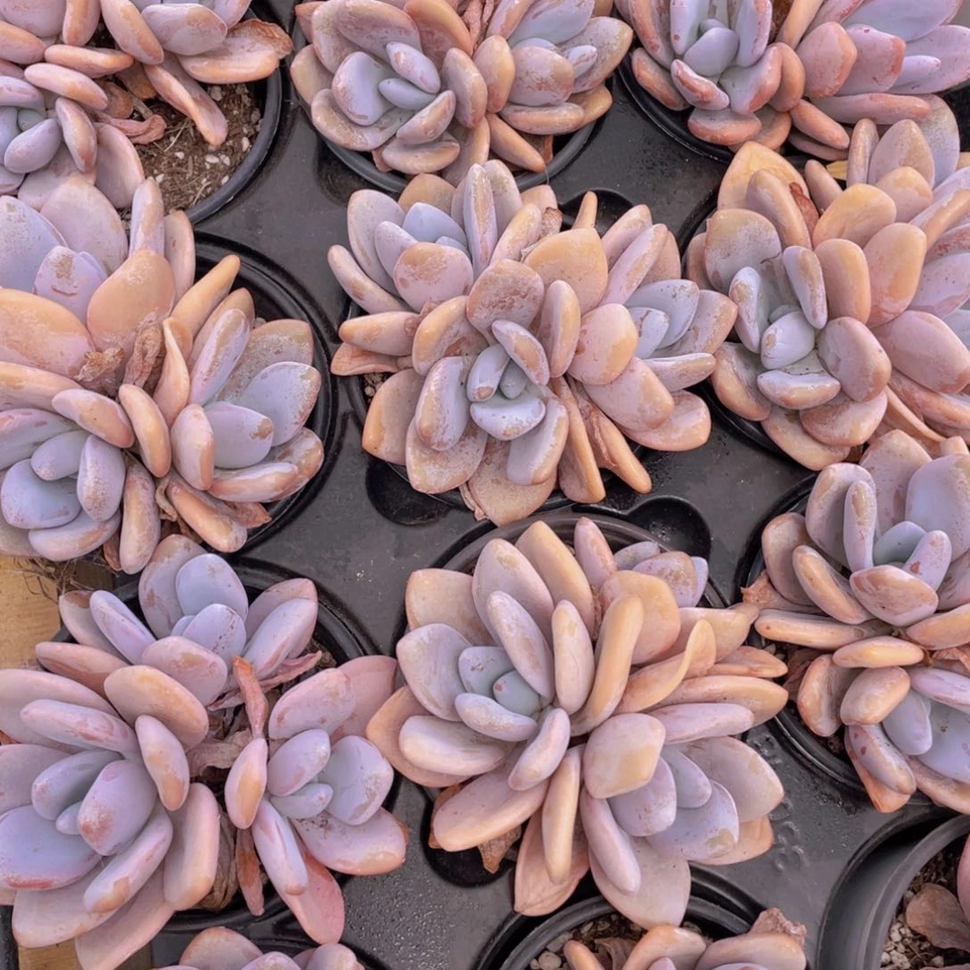 511号 粉兔大群生一个