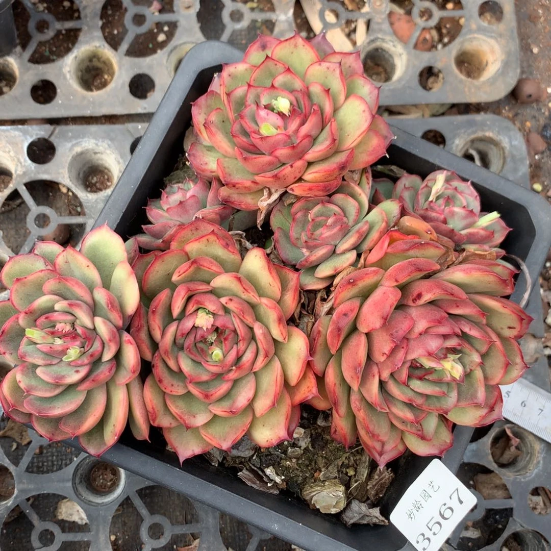 3567杂交精品基地18厘米