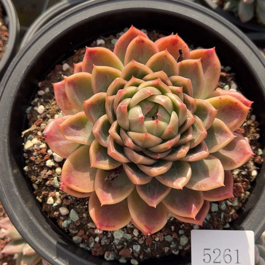 九***字5261肉肉肉肉肉肉肉肉肉